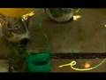 Garden Girl TV: Vertical Gardening Three