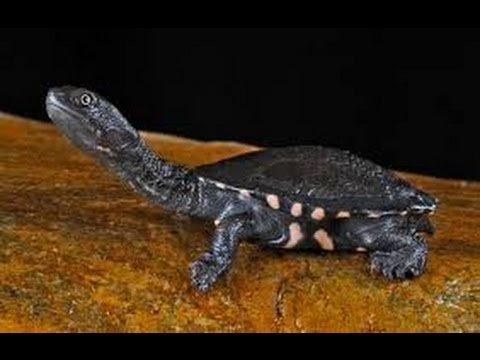 YouTube reptile video