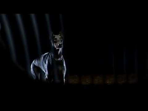 New BMW M commercial scares dog! Photo New BMW M commercial scares dog!
