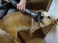 The dog with the cleaner