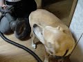 The dog with the cleaner