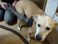 The dog with the cleaner