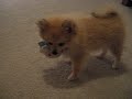 Playing with Olivia.