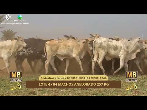 514� LEIL�O VIRTUAL MB LEIL�ES