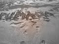 La PumaDa...!!!!