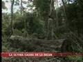 La última caoba en la selva - Perú