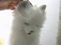 Cat Robot