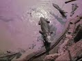 timsah tutuyoruz...we are fishing crocodiles or feeding