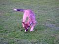 videos de chili mit ball