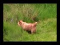 Ginger does earthdog her way Ginger does earthdog her way