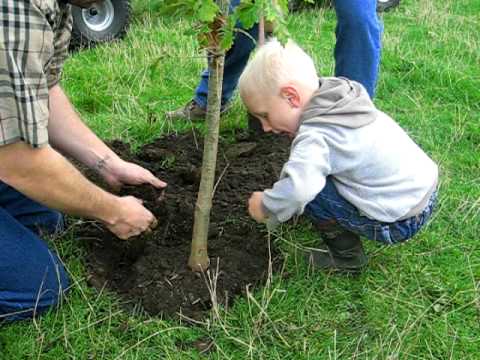 how to plant oak trees