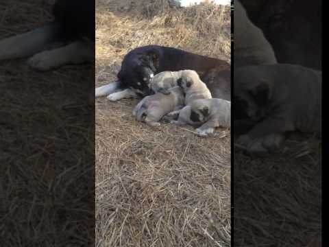 Lilly & pups first time out to play in the sun