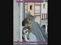 Kitteh Project.wmv