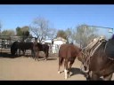 Hal Coker Training Horses Part 3 of 4