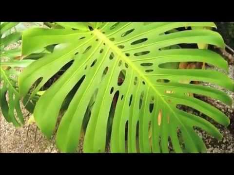 how to plant a split leaf philodendron