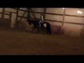 2003 Black & White Overo Mare 16H -For Sale-SOLD