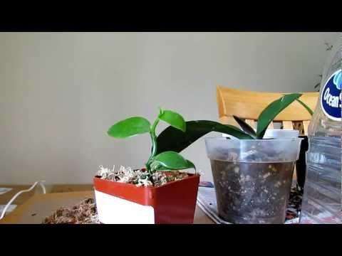 how to fertilize vanilla orchid