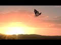 AFTER EFFECTS FORM EFFECTS