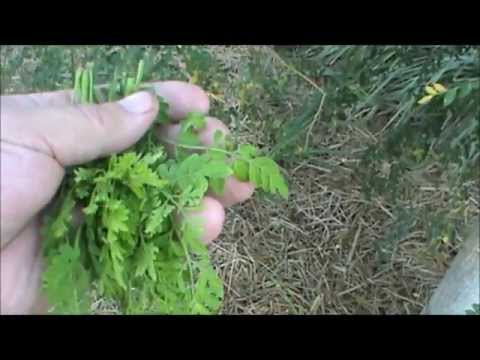 how to harvest moringa seeds