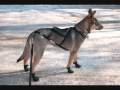 title="Skijoring