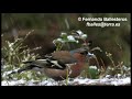 Pinzon (Fringilla coelebs) en la nieve Pinzon (Fringilla coelebs) en la nieve