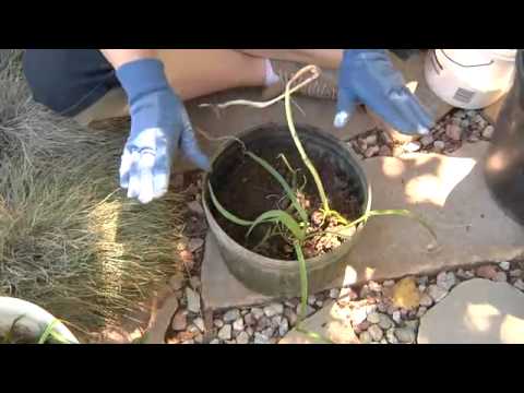 how to transplant purslane