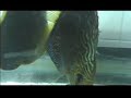 2006 discus fish breeding part 1