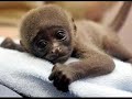 Baby animals - photo slideshow