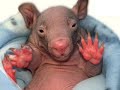 Baby animals - photo slideshow Baby animals - photo slideshow
