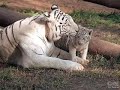 Baby animals - photo slideshow