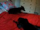 my 2 greyhounds on the bed relaxing