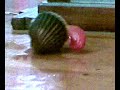 Berberecho Pingón