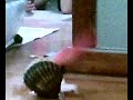 Berberecho Pingón