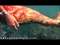Hannah Mermaid | Live Mermaid | Underwater Model