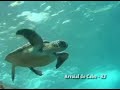 galera scuba - vamos comemorar - lobo do mar