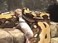 largest-snake-attack-strike-eat-swallow-reticulated-python.html