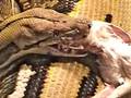 Largest Snake Attack Strike Eat Swallow Reticulated Python