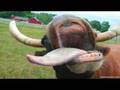 Korean Mad Cow Craze | ZapRoot