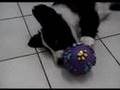 Border Collie video