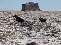 Moose cow and calf - Saskatchewan