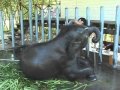 Baby Elephant Loves to get Washed in Thailand