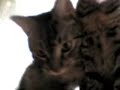 My friends animals