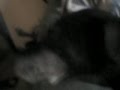 My friends animals