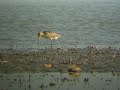 Bar-tailed Godwit - Limosa lapponica
