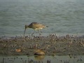 Bar-tailed Godwit - Limosa lapponica