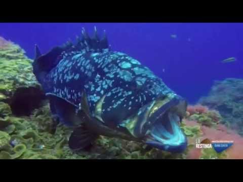 Dos años de buceo en El Hierro (con Buceo la Restinga)