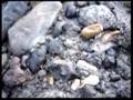 Fossil hunting at Folkestone, UK