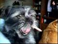 Affenpinscher video