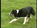 go 'way hound dog - a great rockabilly song from cliff johnson