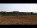 2yr old PHBA - APHA SPB filly - FOR SALE